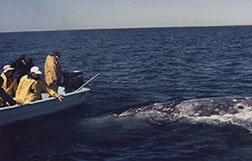 Visit the Gray Whales of Baja.