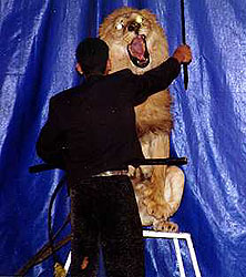 taming the circus lion