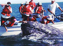 Group whale encounter in Baja
