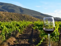 Tours in the Baja wine country