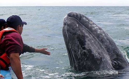 Touch a whale in Baja