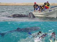 Baja whale tours