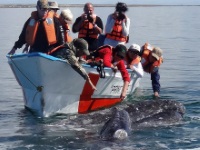 Baja whale tours