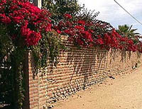 Old adobe wall near town in Todos Santos