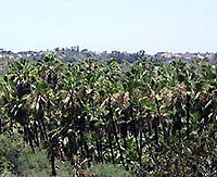 Palm grove just north of Todos Santos
