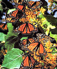 Monarch Butterflies, Michoacan