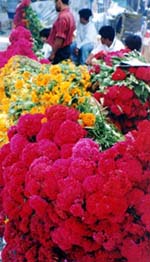 Colorful flowers in the marketplace.