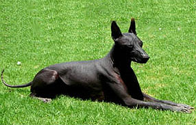 Xoloitzcuintli, the Mexican hairless dog