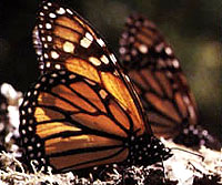 Monarch Butterfly of Michoacan