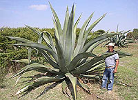 Maguey Plant, Hidalgo, Mexico