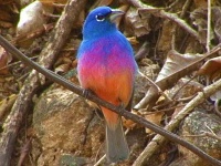 Birding in Oaxaca