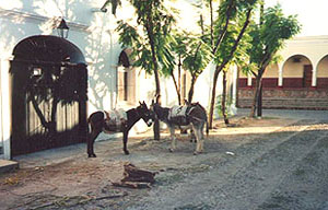 Miner's donkeys on a side street