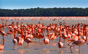 Flamingos in the Celestun Biosphere Reserve
